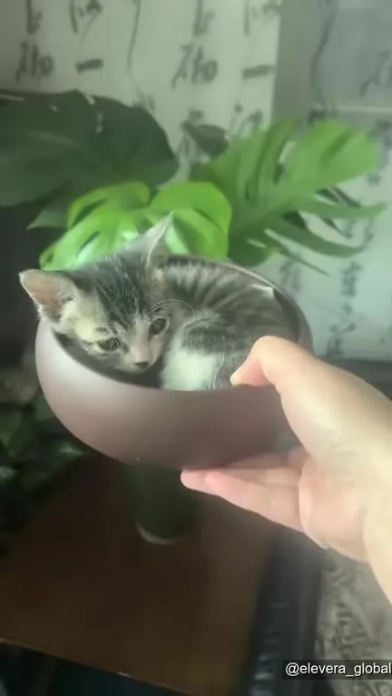 Котёнок в миске среди растений