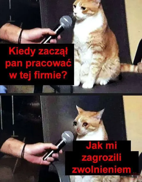 Kot zagrożony zwolnieniem