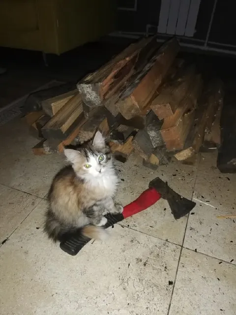 Кот охраняет дрова и топор