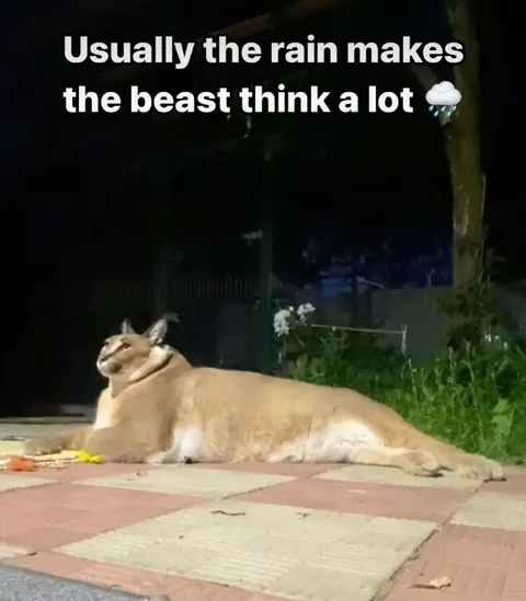 Rain Makes the Beast Think