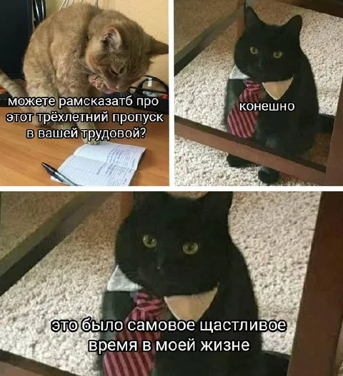 Три года отпуска у кота