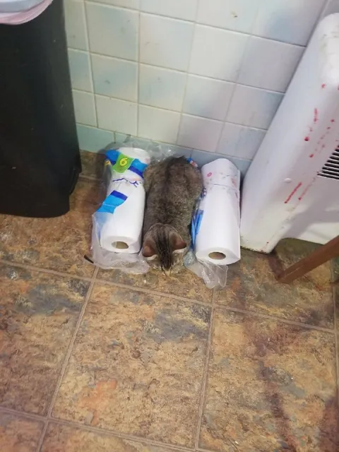 Кот среди рулонов бумаги