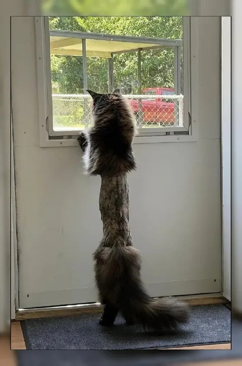 Кот-гигант у окна