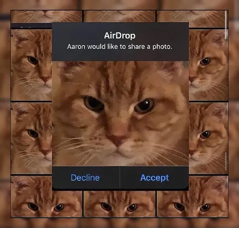 Decline or Accept the Cat Photo
