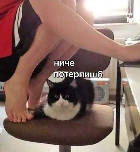 Ниче потерпишь кот
