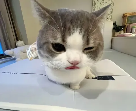 Кот с недовольным прищуром