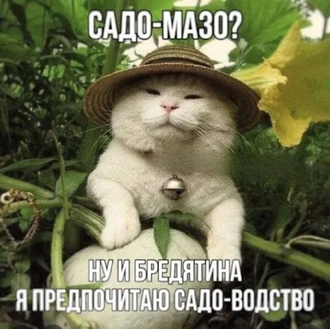Кот предпочитает садо-водство