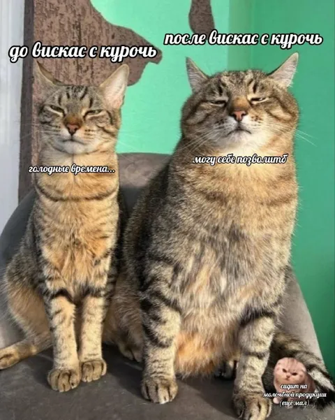 До и после Вискаса с курочъ