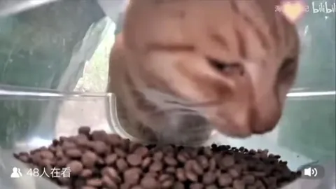 Коту достаётся разное обращение