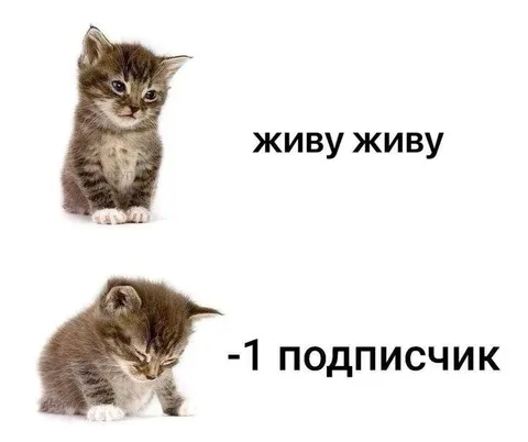 Живу живу, минус подписчик
