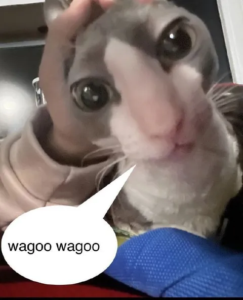 Wagoo Wagoo Cat