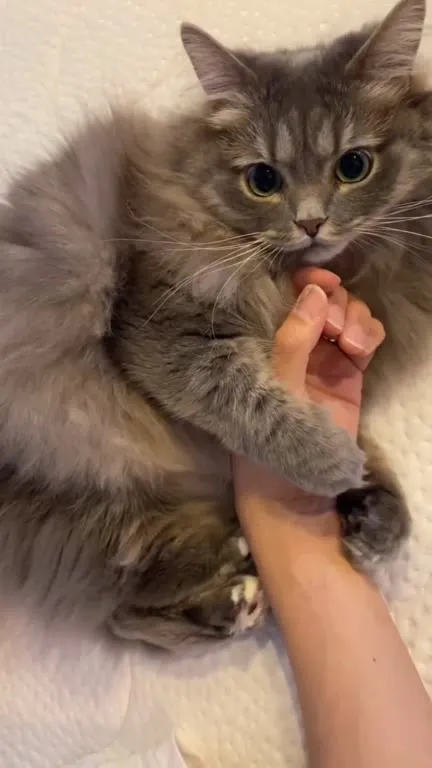 Котёнок кусает руку