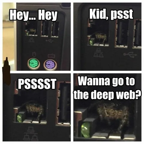 Cat Invites You to the Deep Web