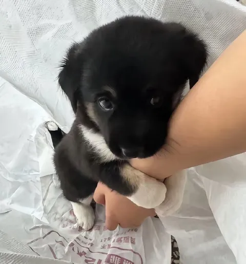 Щенок не отпускает руку