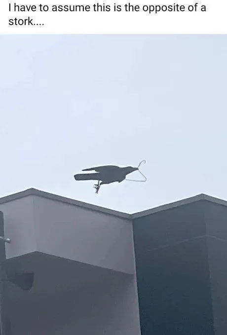 Opposite of a Stork