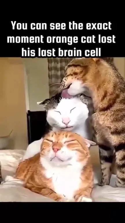 Orange Cat Loses His Last Brain Cell