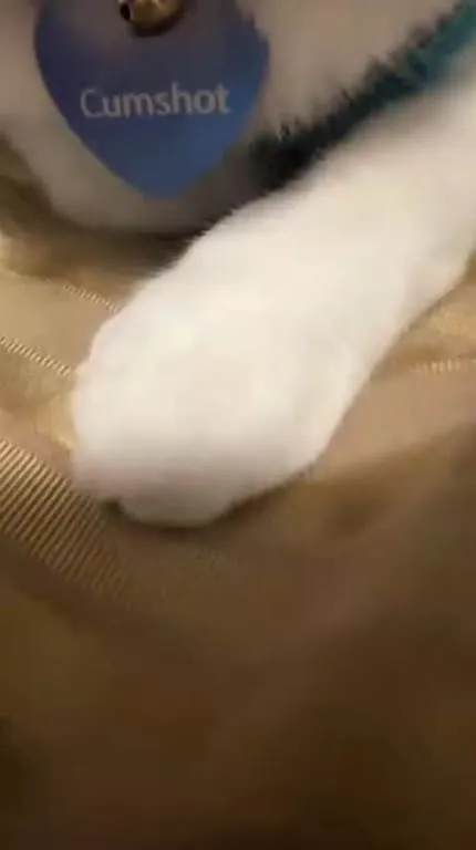 White Cat in Loaf Mode