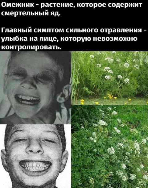 Омежник и неконтролируемая улыбка