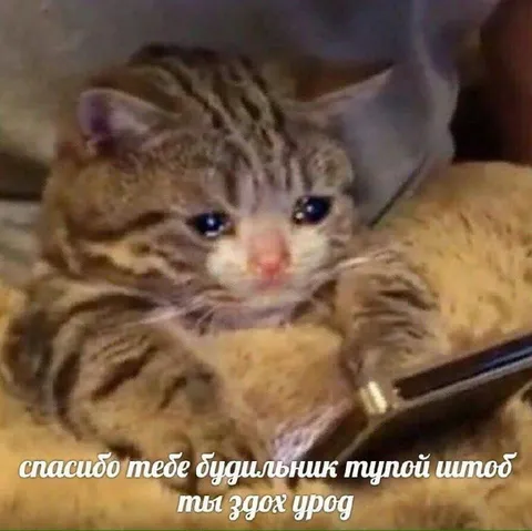Кот благодарит будильник