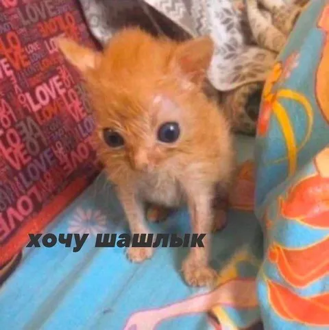 Хочу шашлык