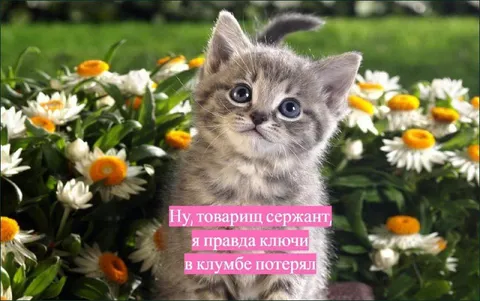 Кот потерял ключи в клубмбе