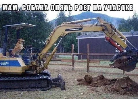Собака опять роет участок