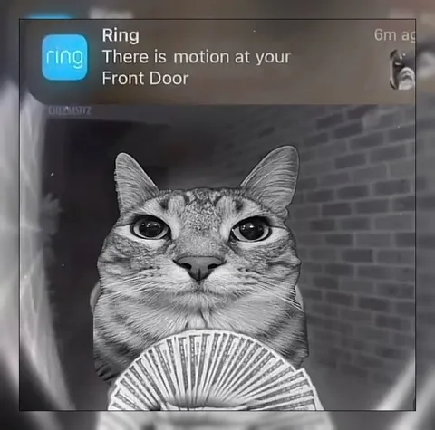 Cat at the Front Door