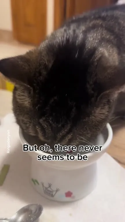 A Kitty’s World