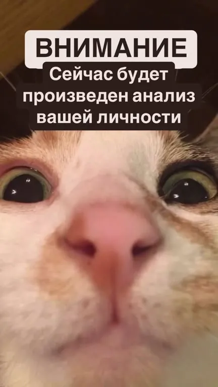 Сканирование личности кота