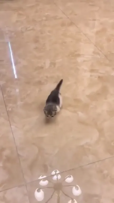 Котёнок идёт к камере