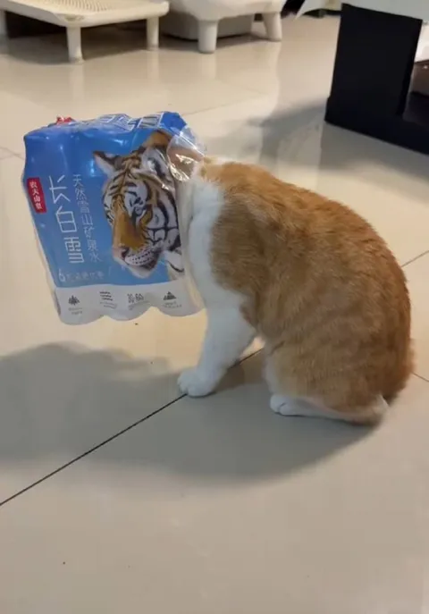 猫咪钻进矿泉水袋