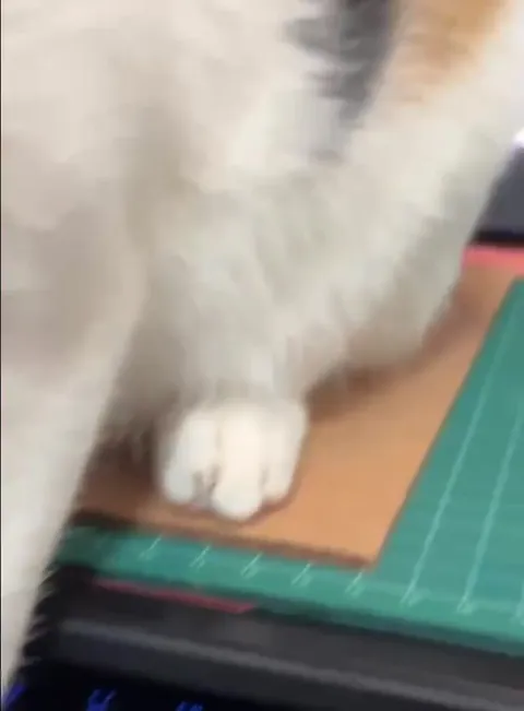 Кот пишет дипломку