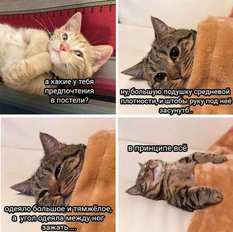 Предпочтения кота в постели