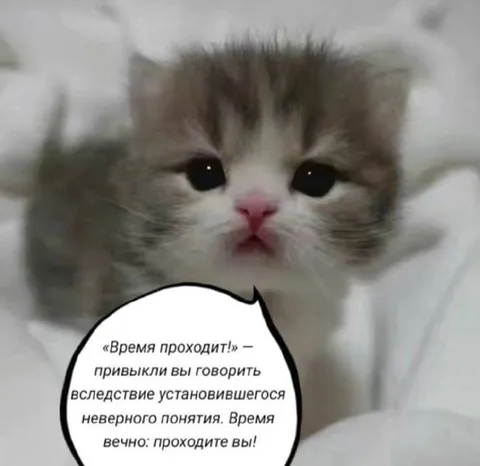 Кот о быстротечности времени