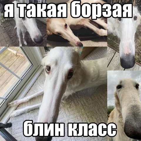 Я такая борзая — блин класс