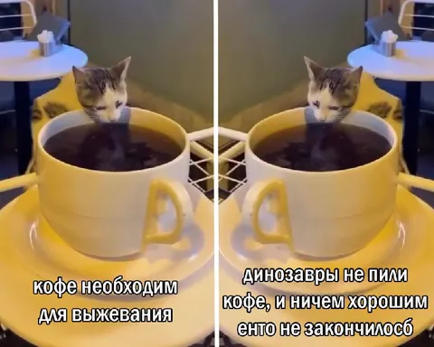 Кот пьёт кофе для выживания