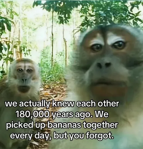 Monkeys Remember Ancient Friendship