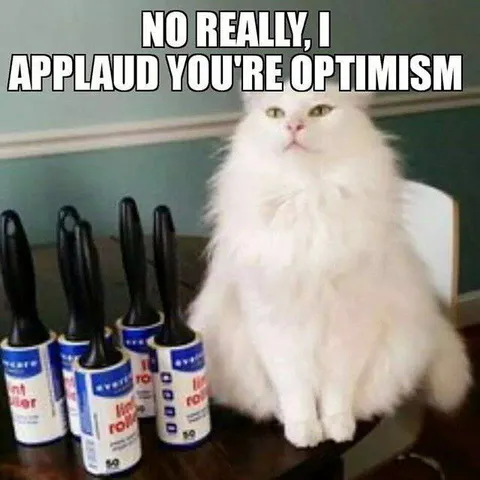 Cat Applauds Your Optimism