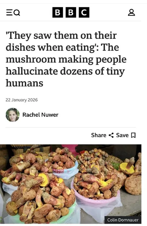 Mushroom Hallucinations on Plates