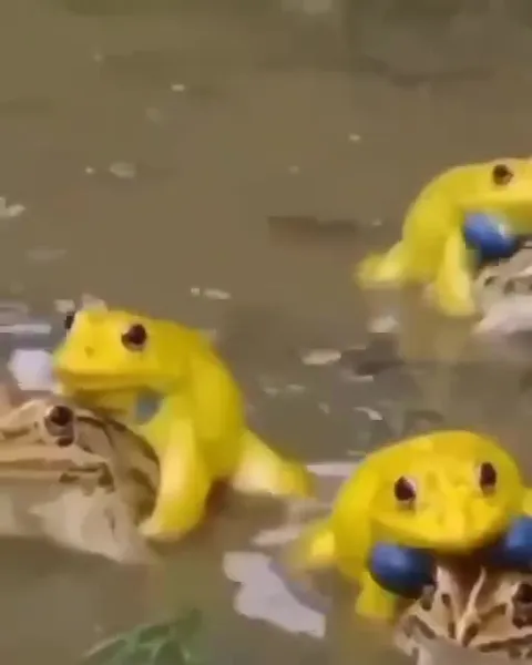 Жёлтые лягушки на черепахах