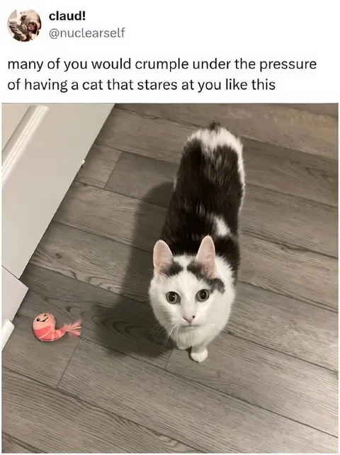 Cat Stares Under Pressure