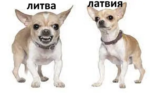 Литва и Латвия — разные чихуахуа