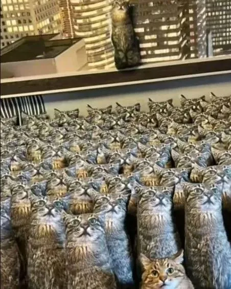 Армия одинаковых котов