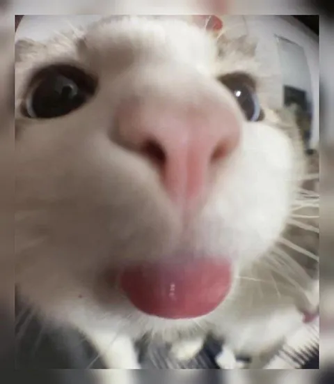 Кот с высунутым языком