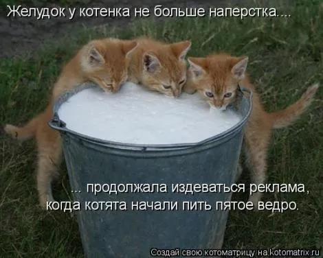 Котята пьют пятое ведро