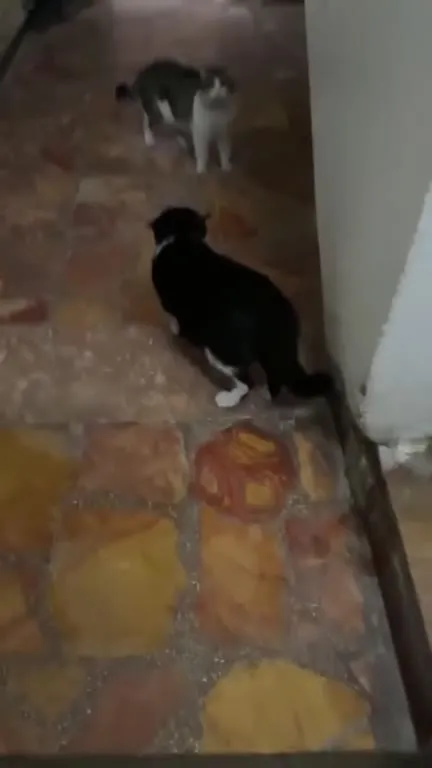 Кот гонится за котёнком