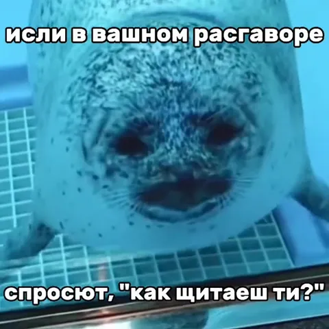 Тюлень считает цифирки