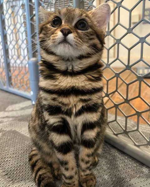 Очень серьёзный котёнок