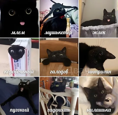 Девять образов чёрного кота
