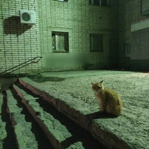 Одинокий кот ночью